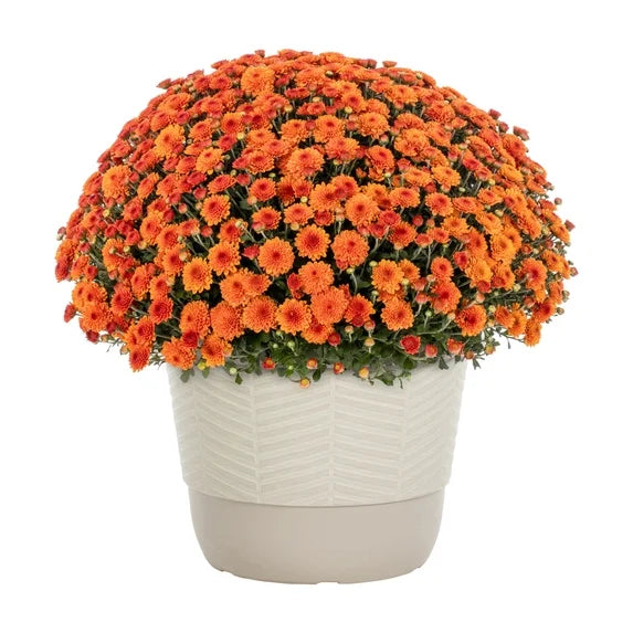 5.25" Garden Mum