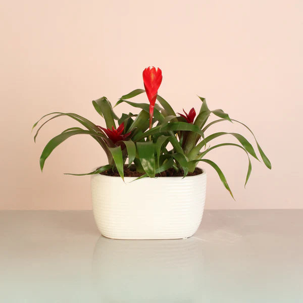 Triple Bromeliad In Ceramic 5"