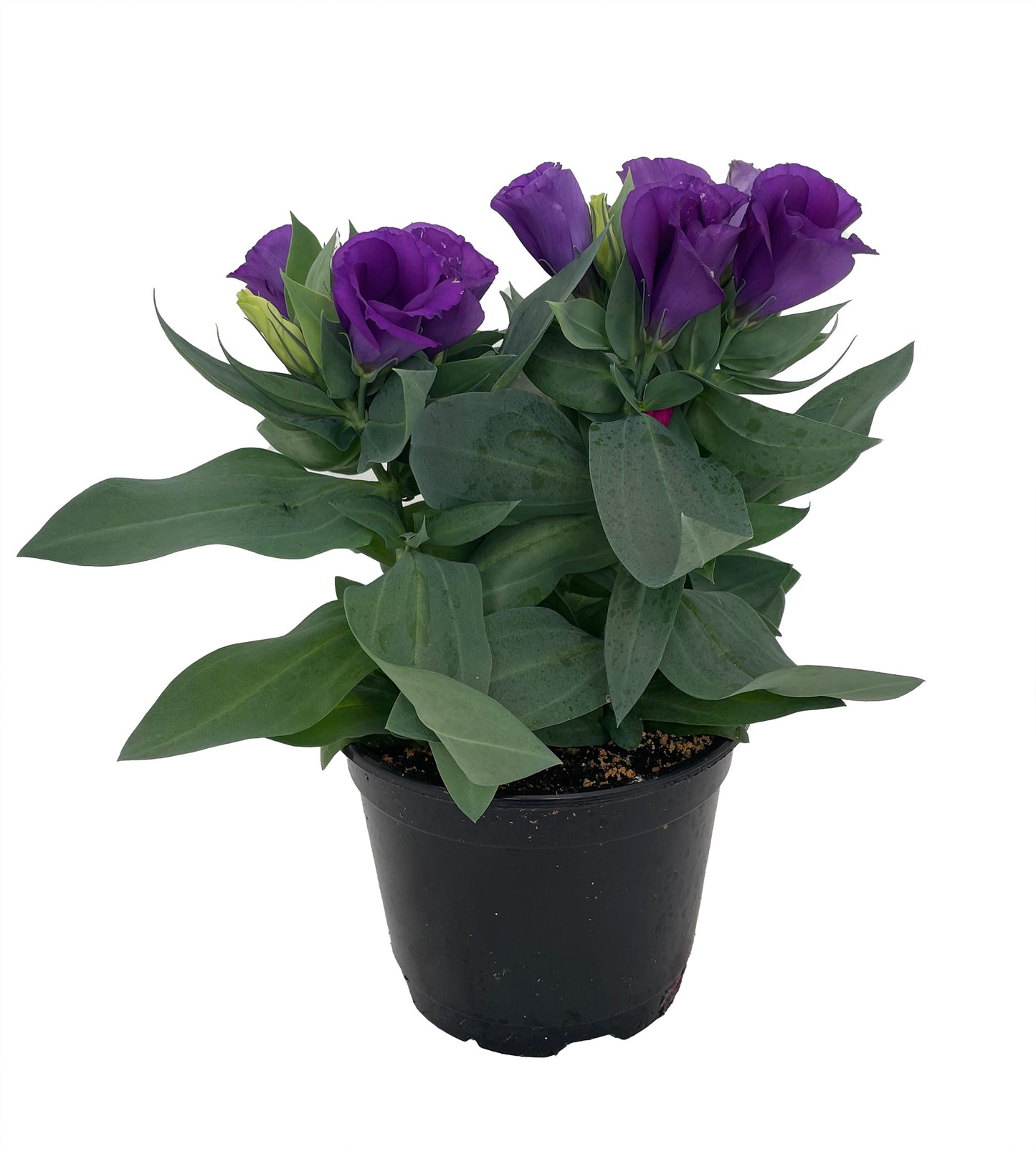 Lisianthus (4")