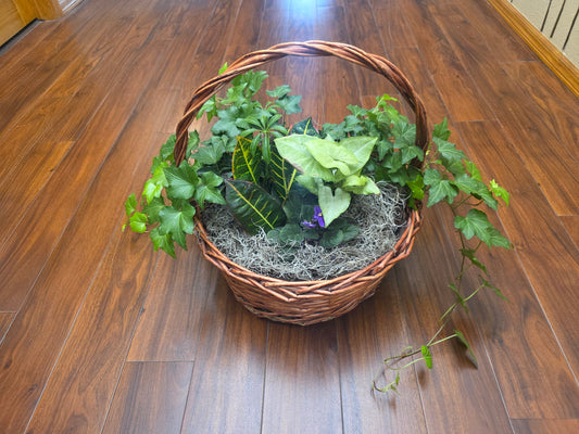Large Basket Dish Garden