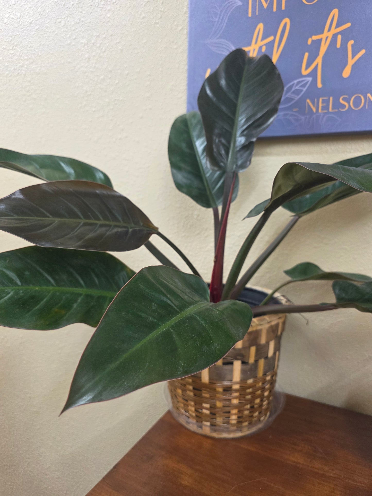 Philodendron