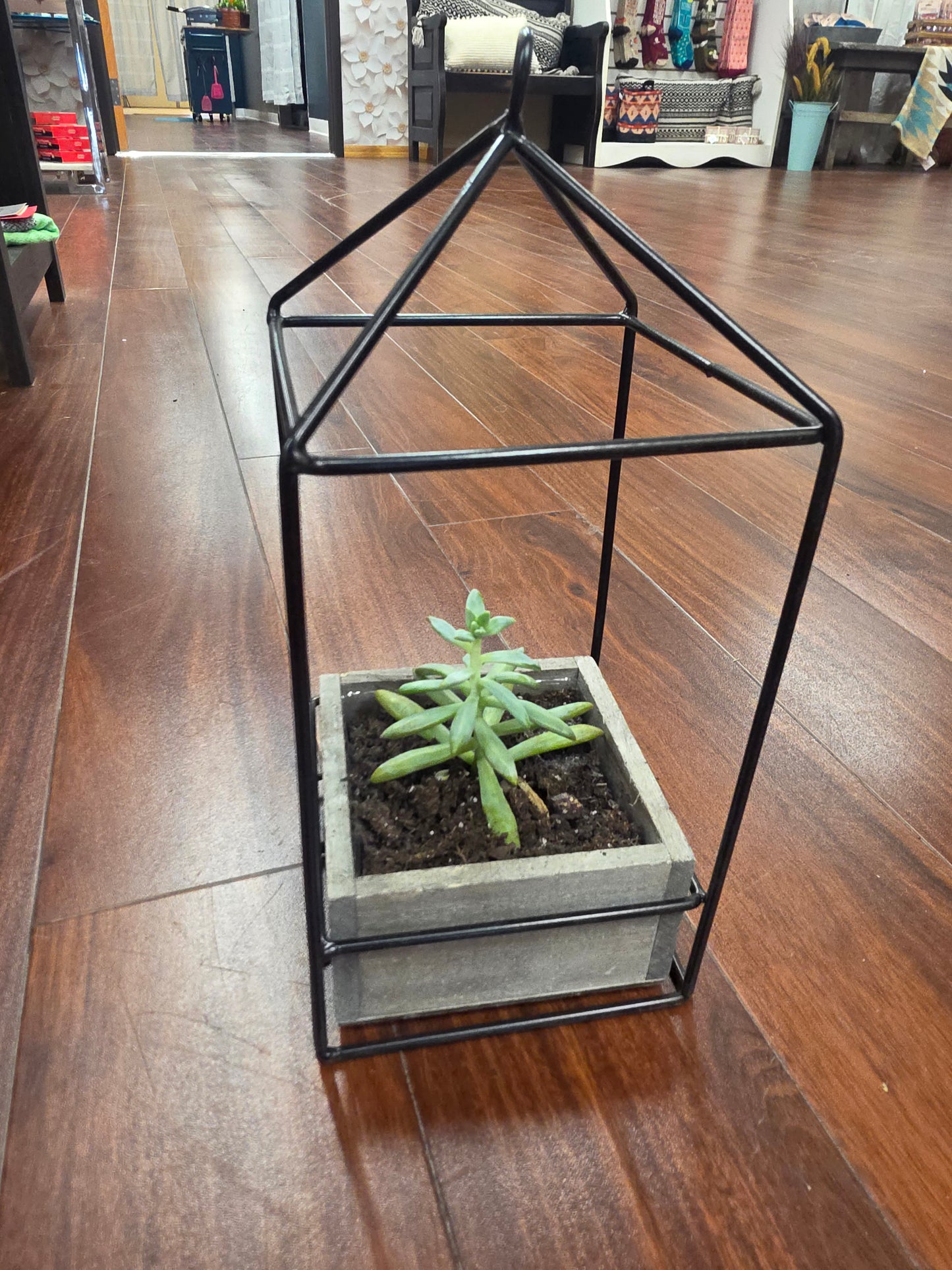 Succulent in Lantern