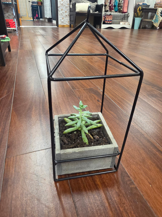 Succulent in Lantern