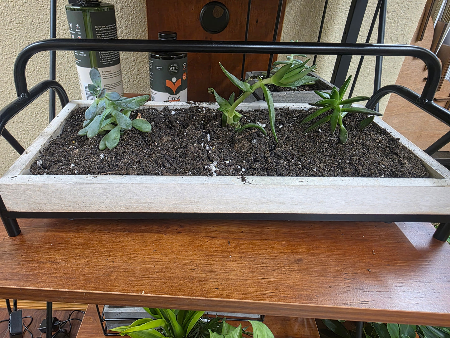 Succulents in Serving Tray