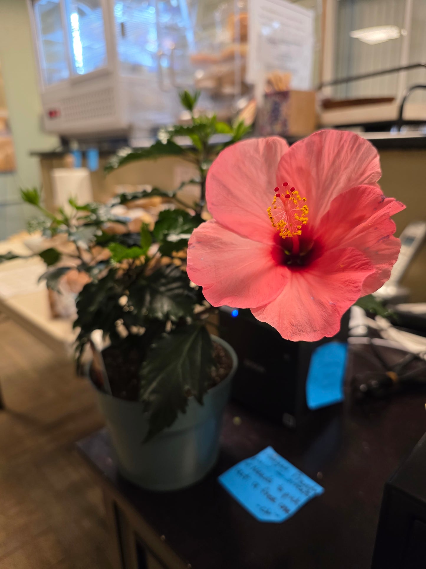 Hibiscus