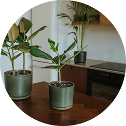 Plants, Vessels,  & Gardening