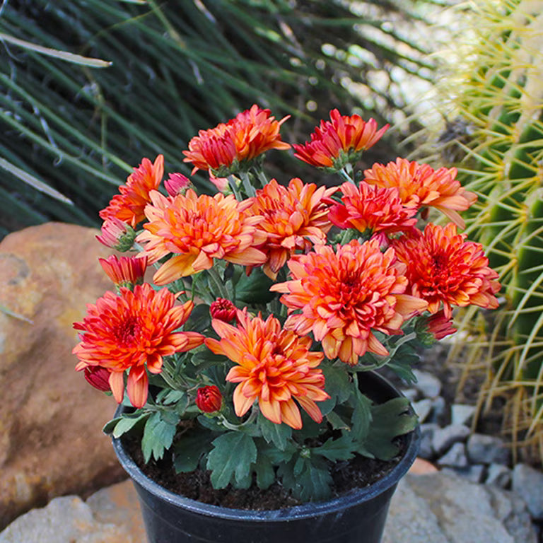 4"5 Mum Assorted