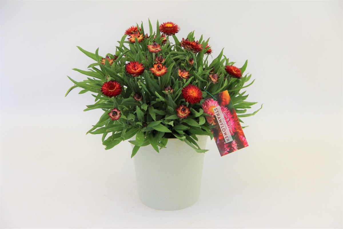 6" Strawflower