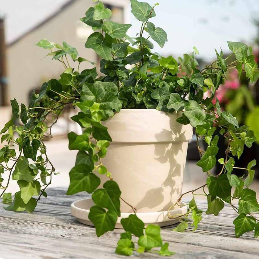 Ivy