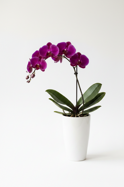 Orchids