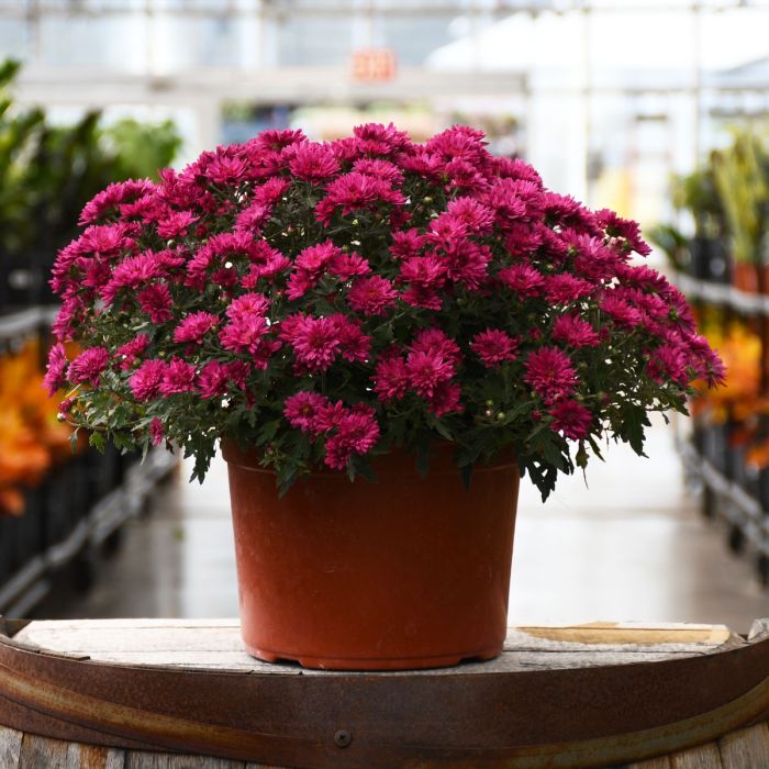 9" Garden Mum
