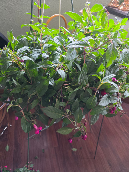 Floral Hanging Basket