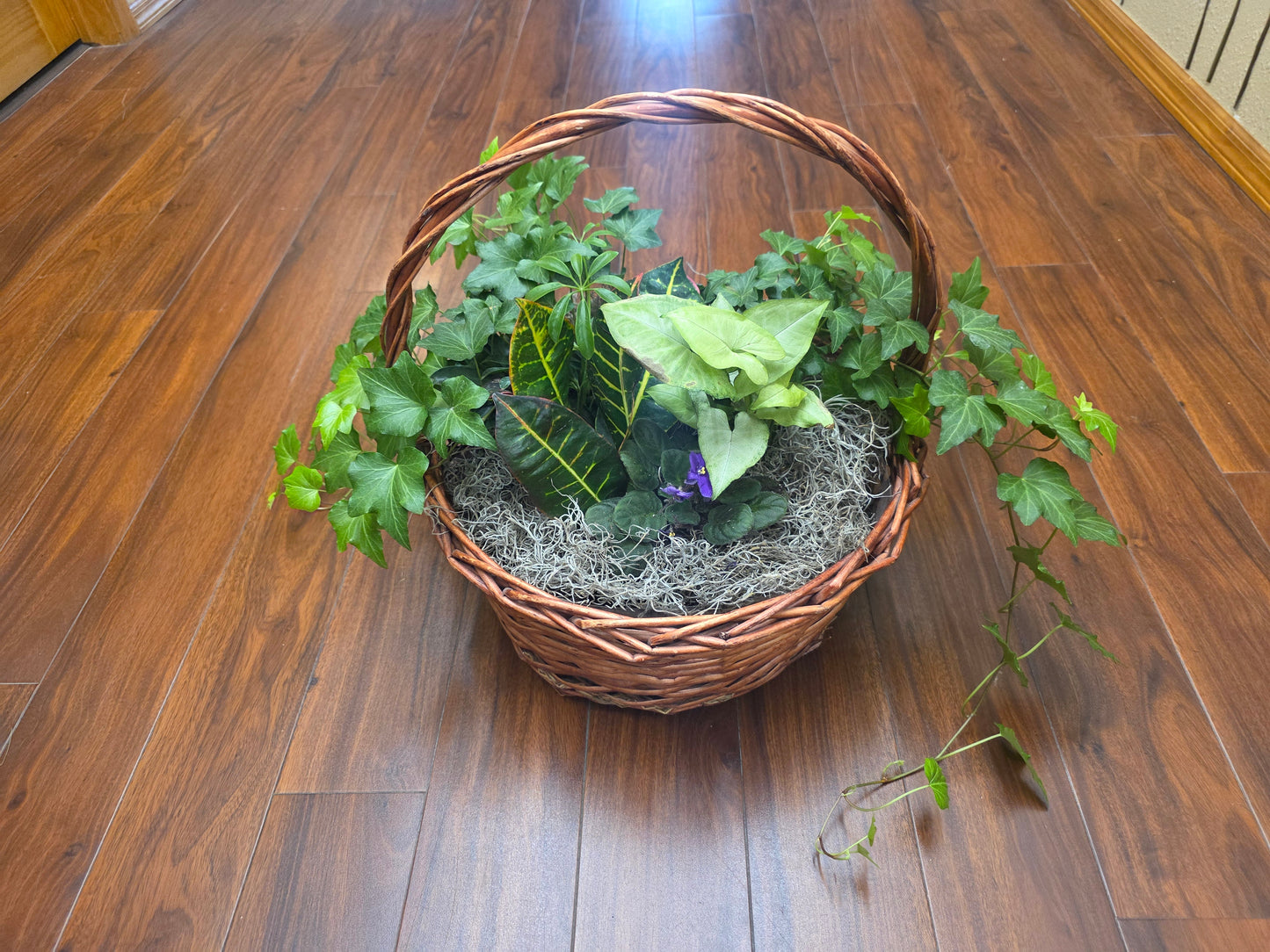 Large Basket Dish Garden