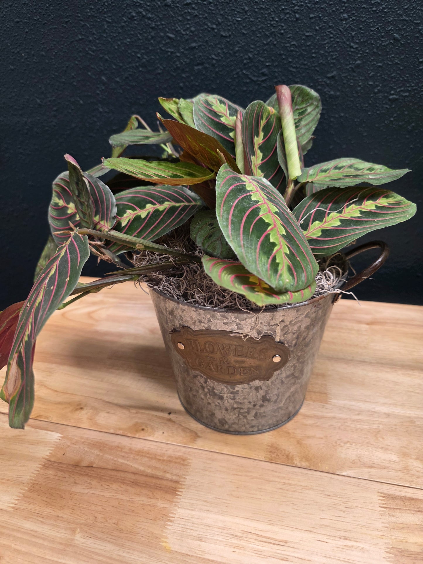Prayer Plant