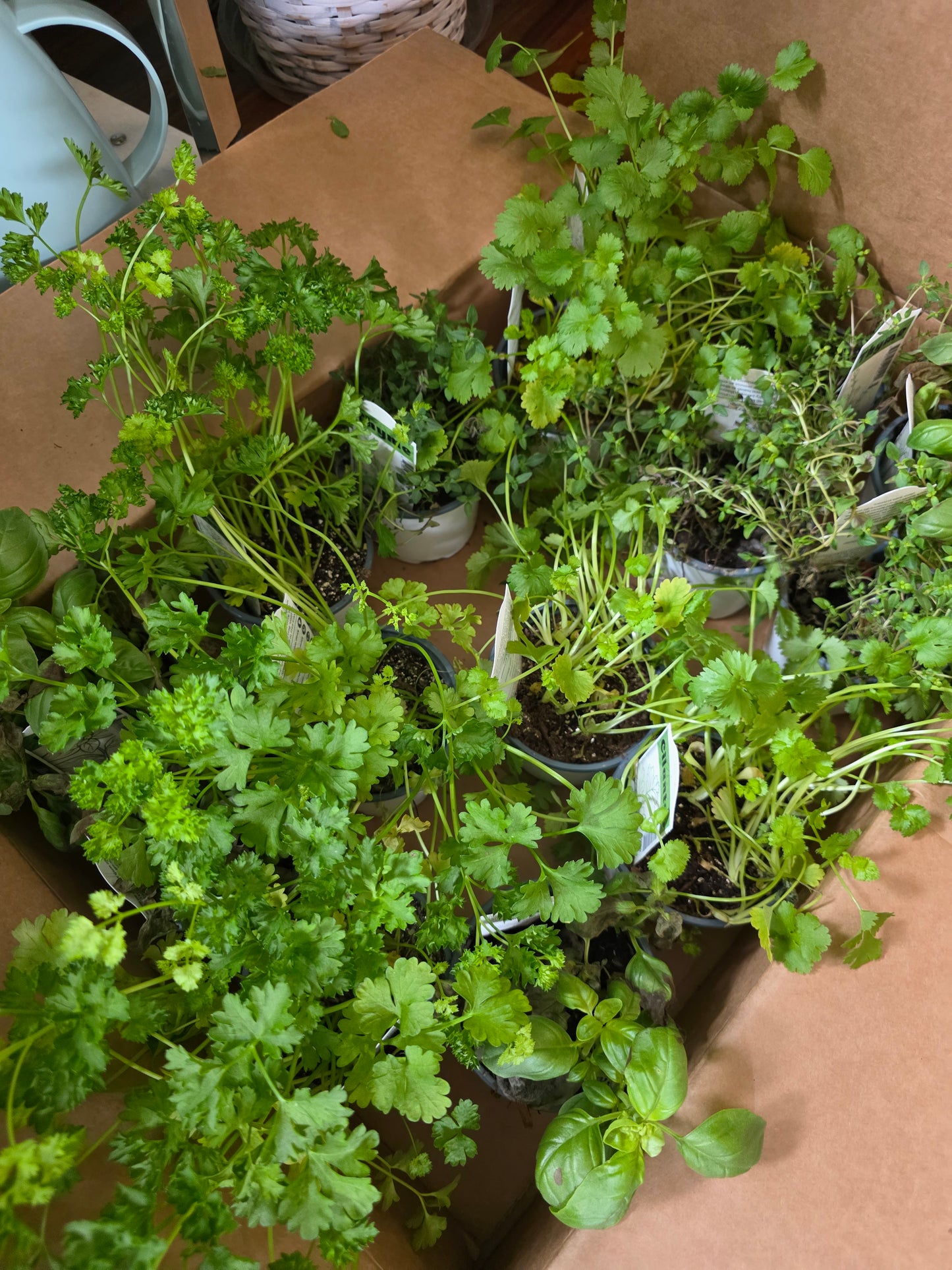 Potted Herbs
