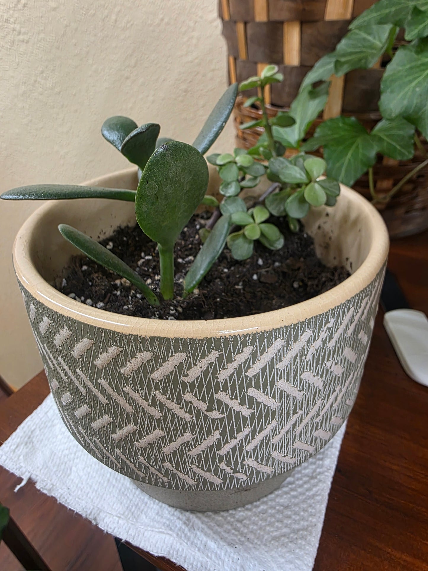 Succulent pair in Aztec Pot