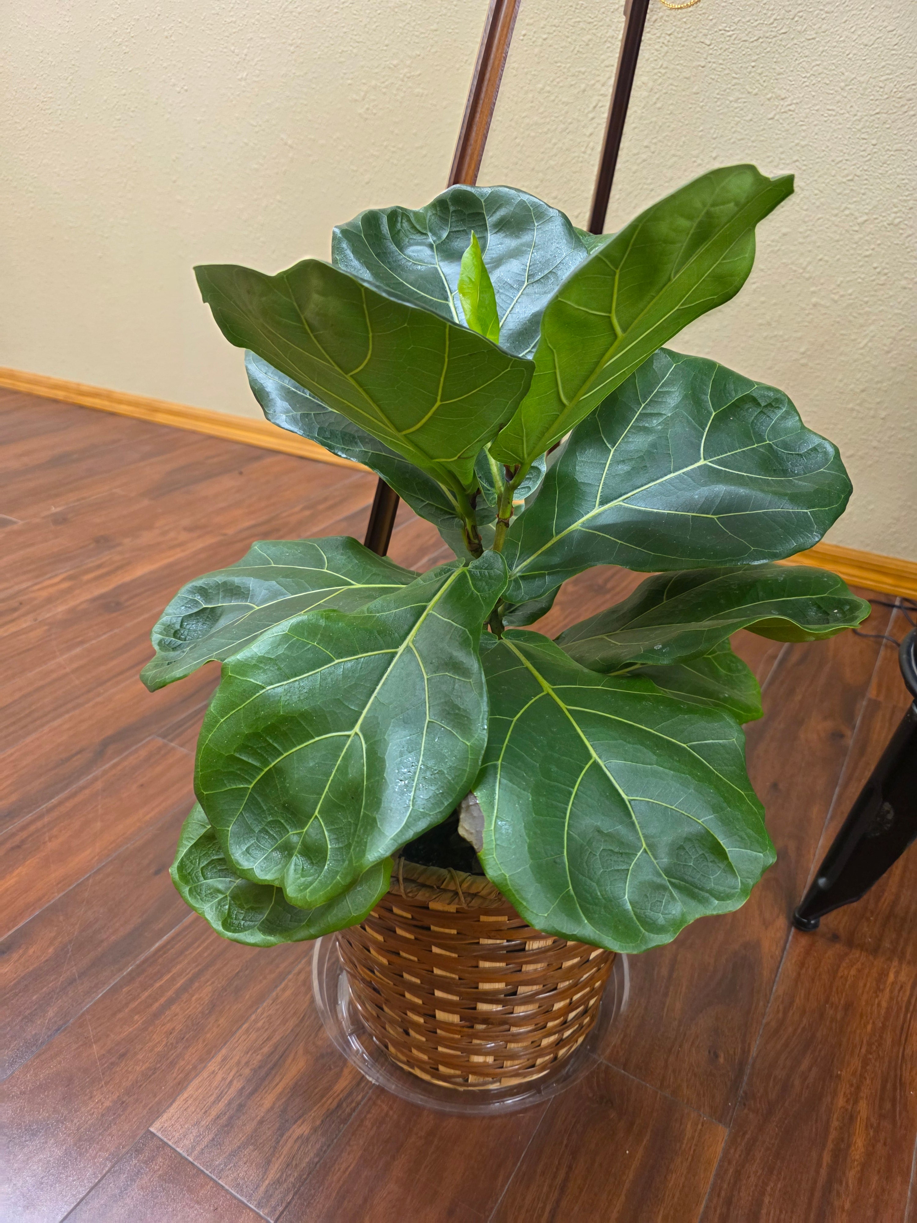 Fig Tree – Assimilation Artistry