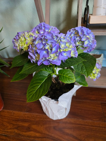 Hydrangea Plants
