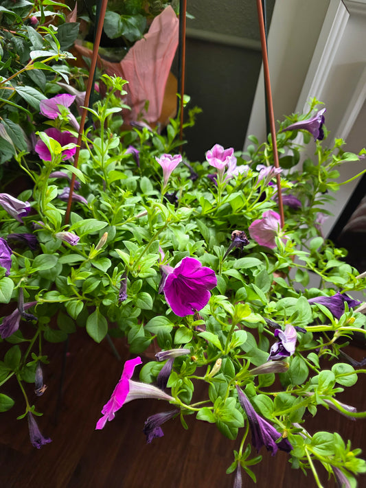 Floral Hanging Basket