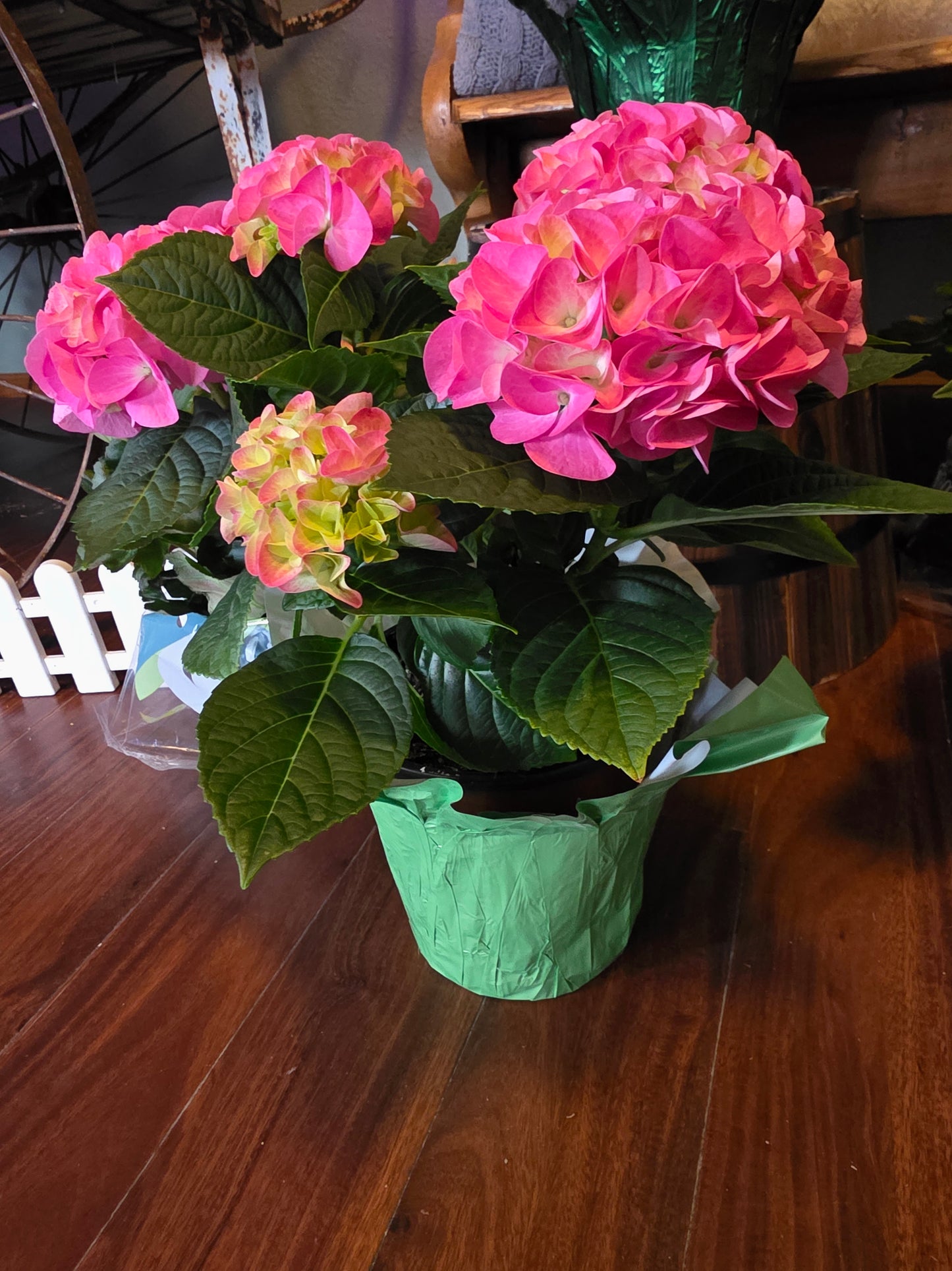 Hydrangea Plants