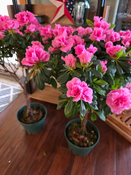 Azalea Tree