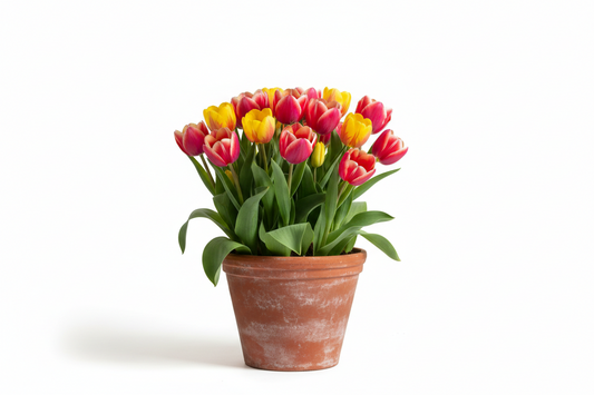 Tulip
